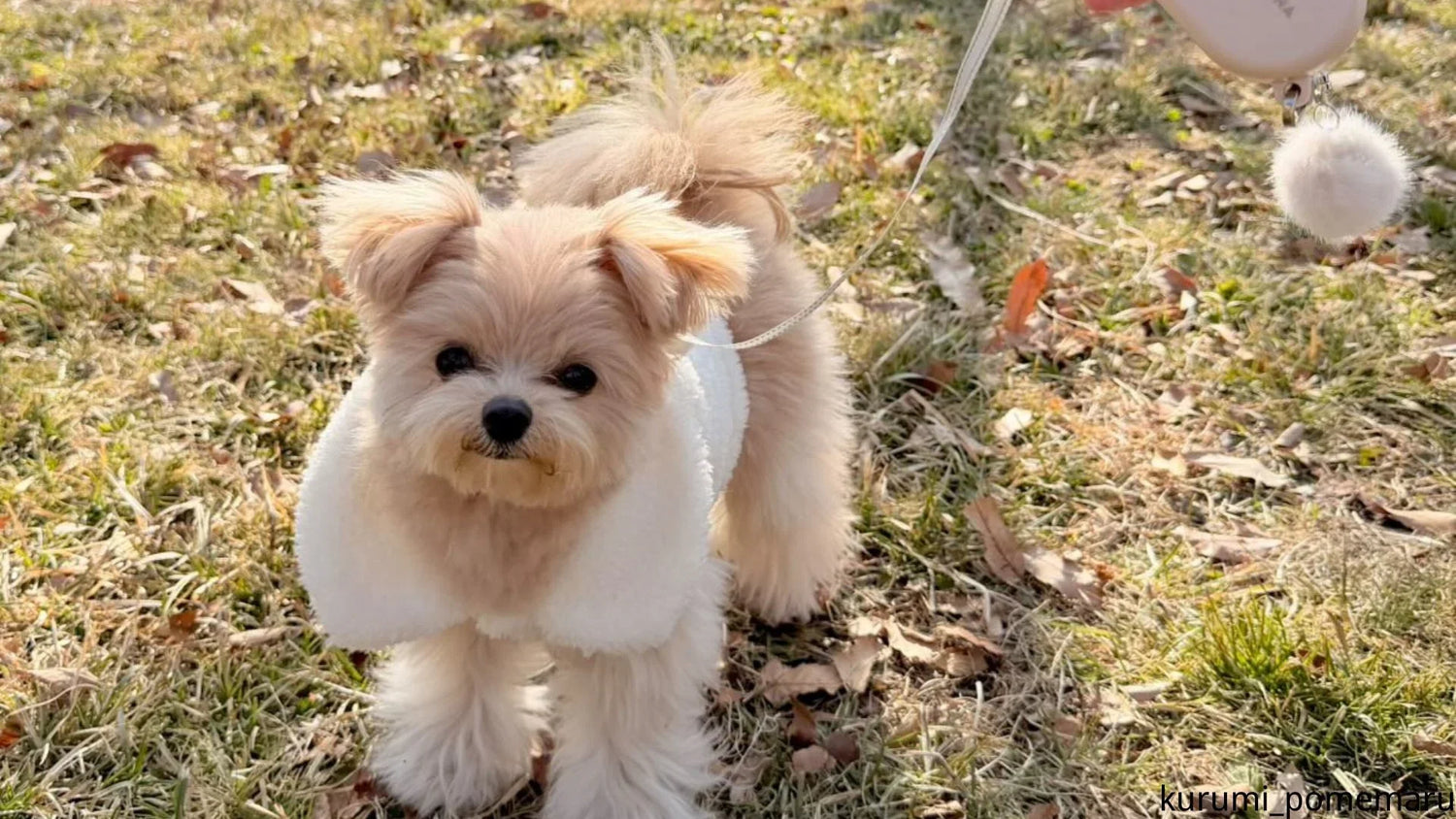 犬の散歩はアスファルト温度に注意!何℃から危険?5秒チェックと肉球やけど対策