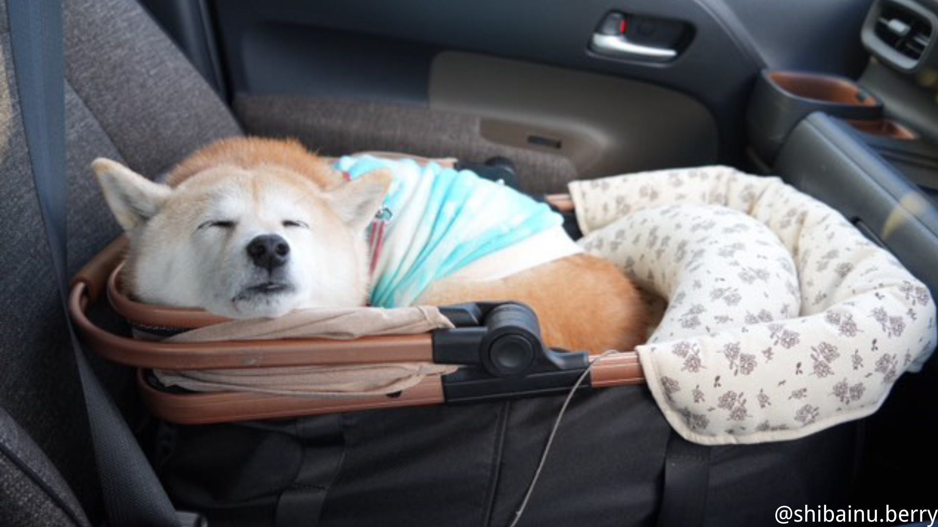 犬がハァハァするのは大丈夫?原因・考えられる病気・病院に行く目安