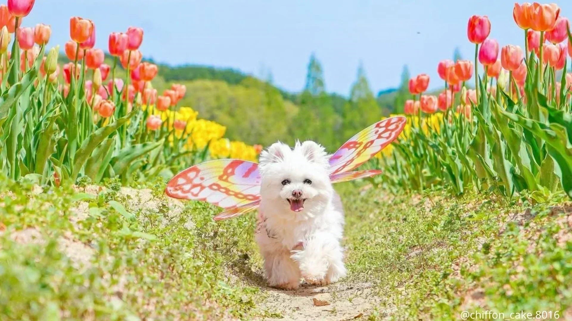 栃木県の犬イベント2026