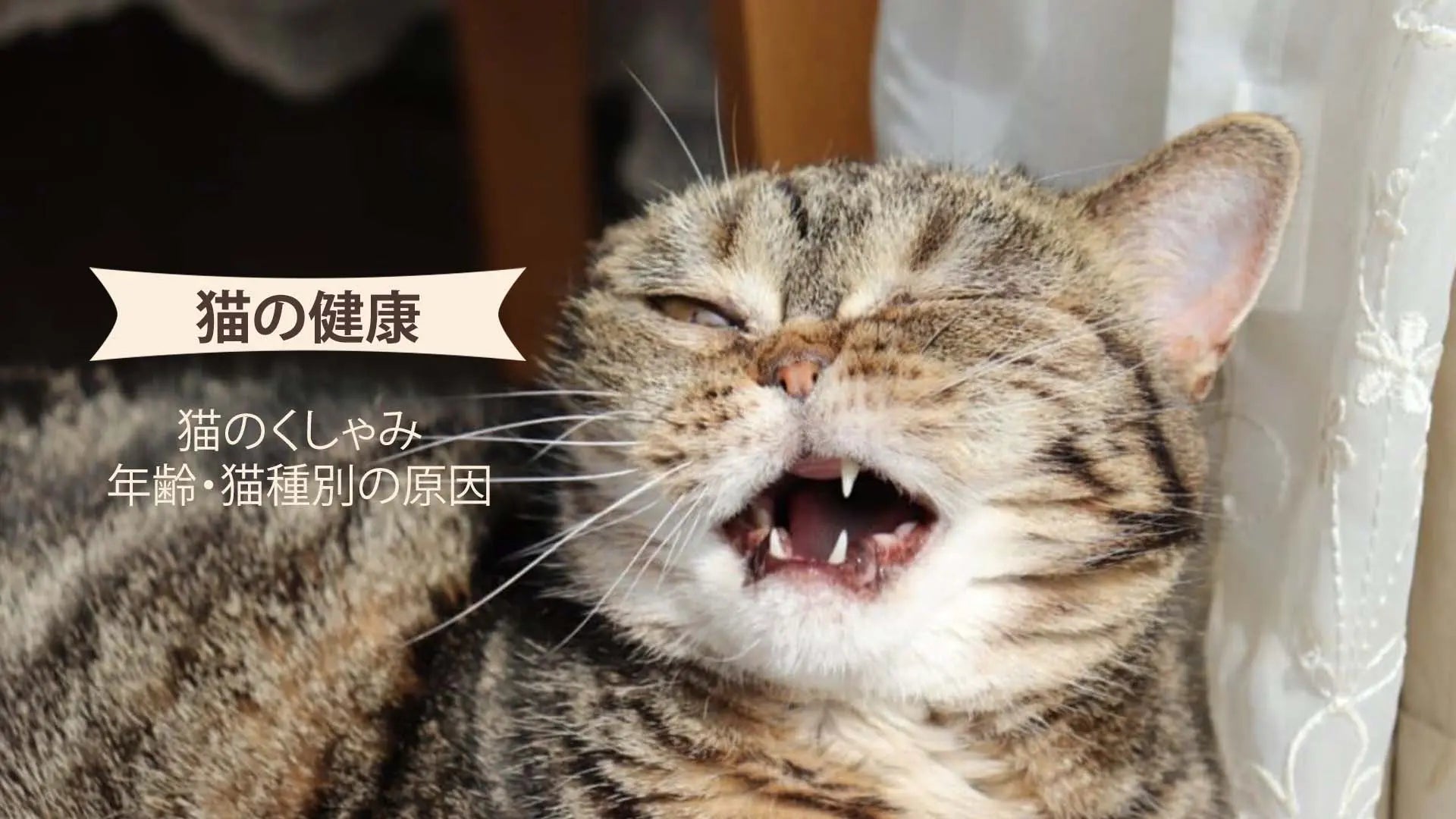 猫のくしゃみ