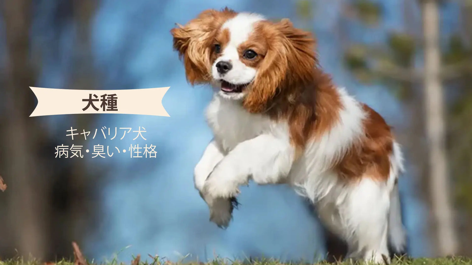 キャバリア犬