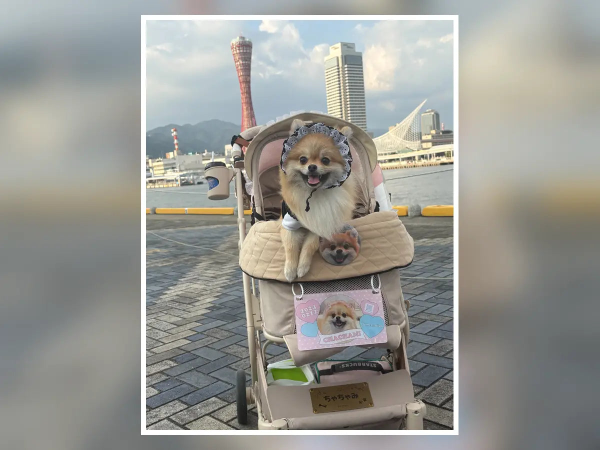 「茶々美ちゃん!」の声がうれしくて。お友だちに会いに行く、茶々美ちゃんの専用カート
