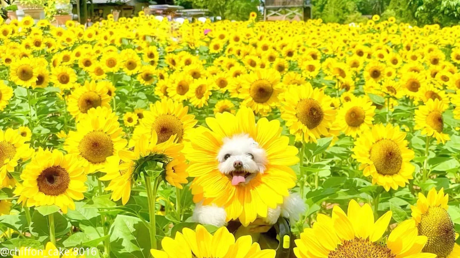 北海道の犬イベント