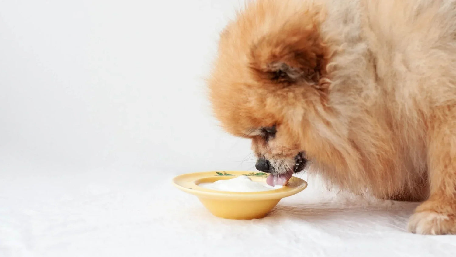 犬がヨーグルトを食べてる様子
