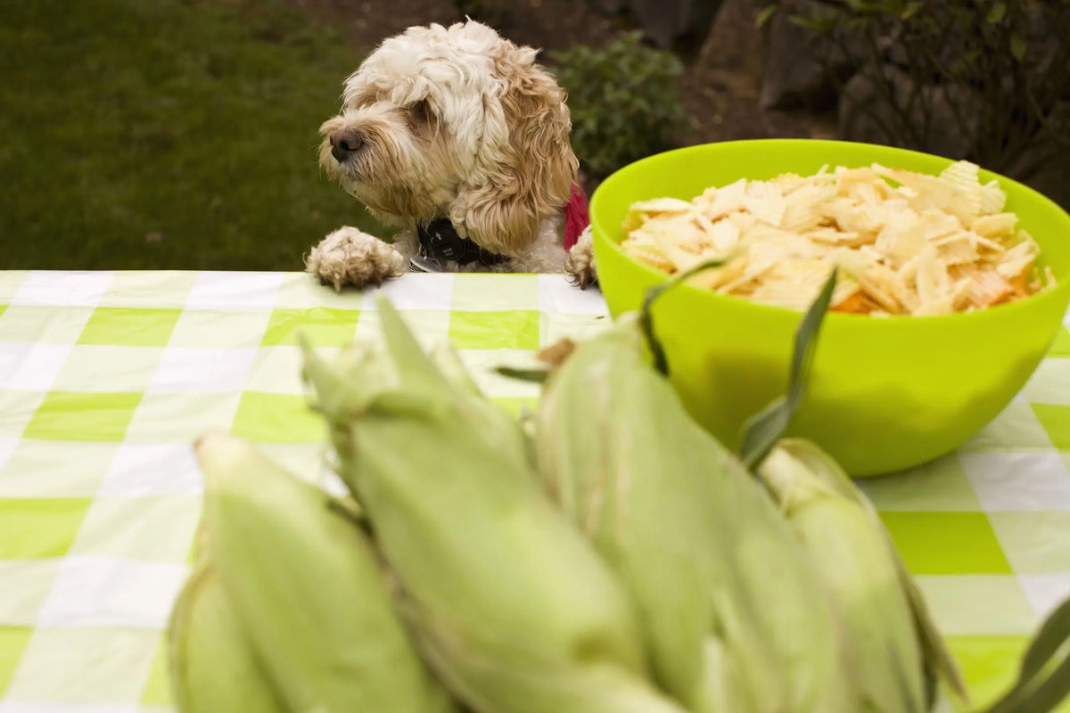 犬はとうもろこしを食べても大丈夫?与え方・適量・注意点をやさしく解説|PETTENA