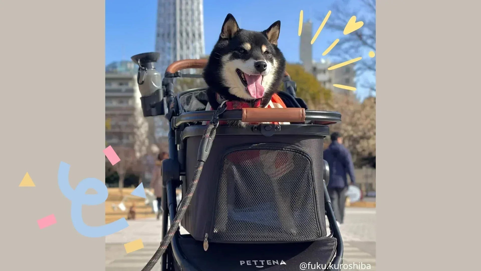 北陸で開催されるイベントで遊ぶ犬の様子