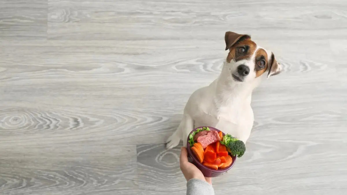 犬 白菜
