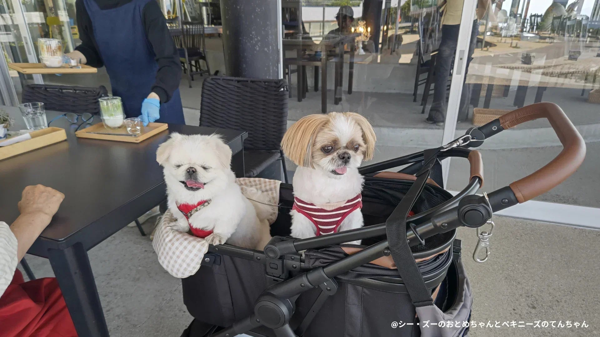 夏に愛知で愛犬と行ける室内スポット
