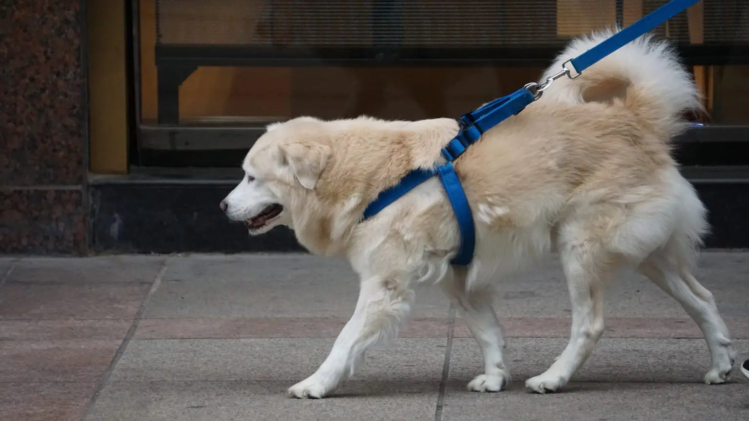 犬のお散歩