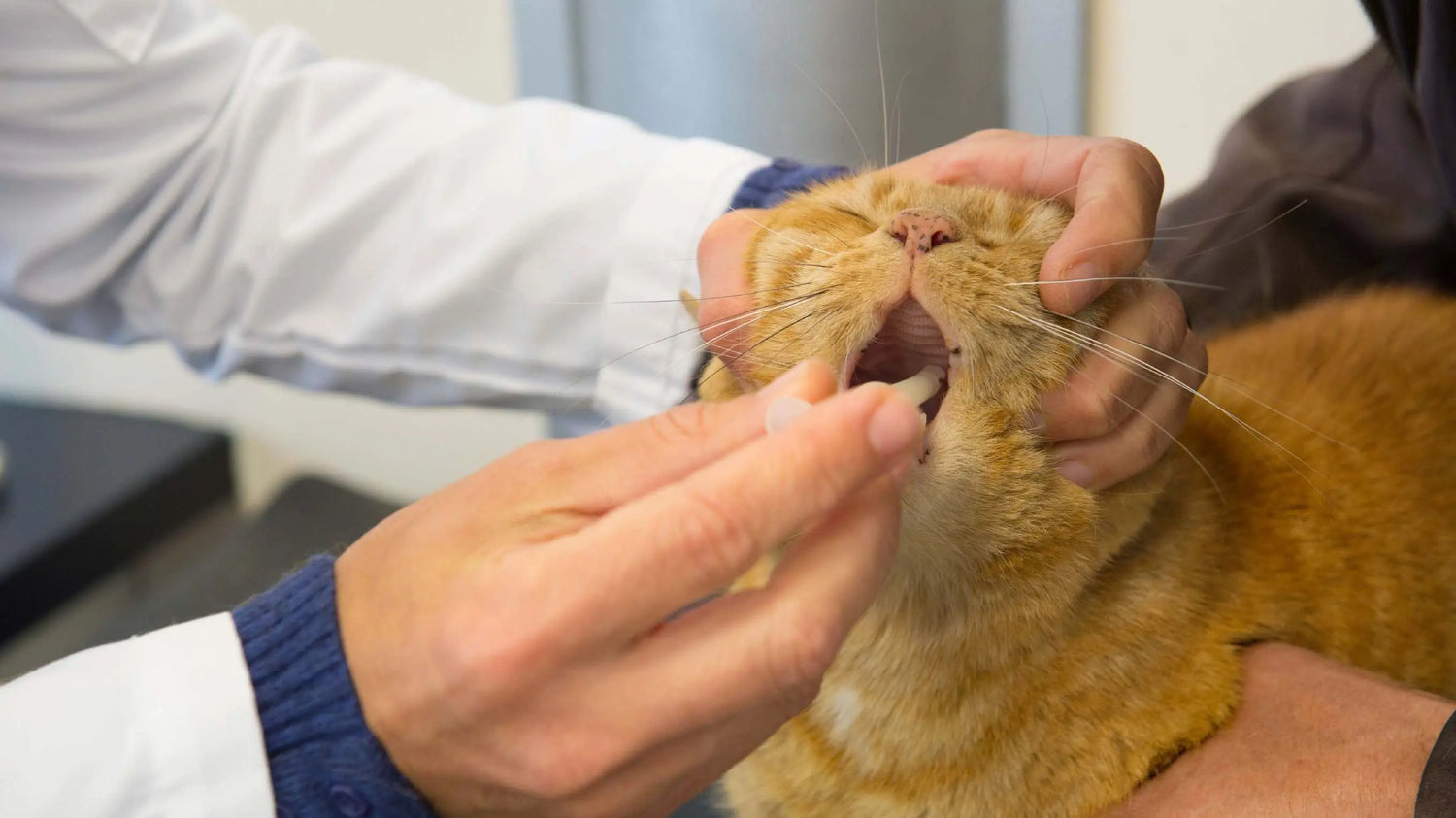 猫の薬の飲ませ方