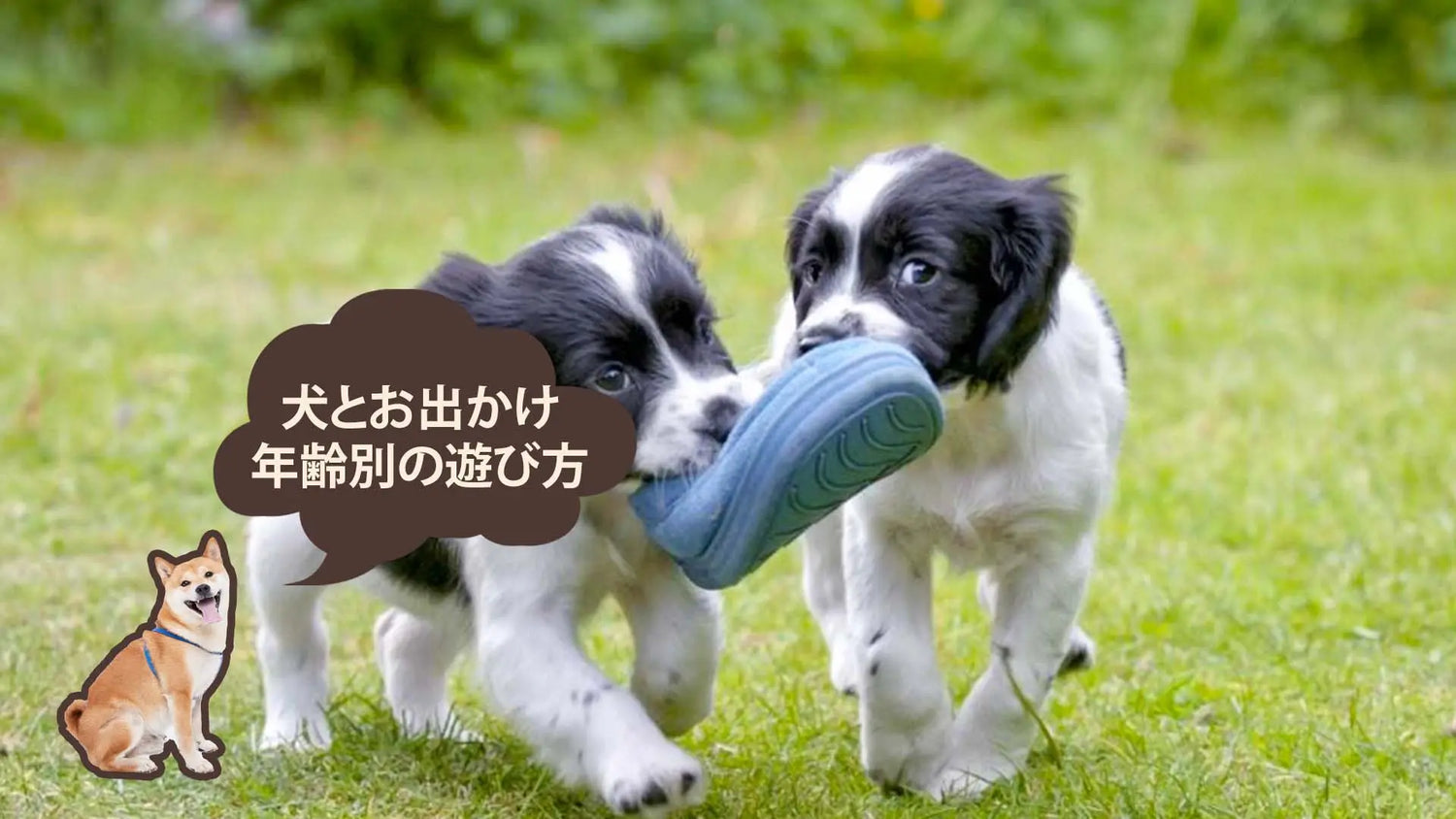 犬と室内・室外でできる遊び方は?年齢別、効果別で詳しく解説|PETTENA