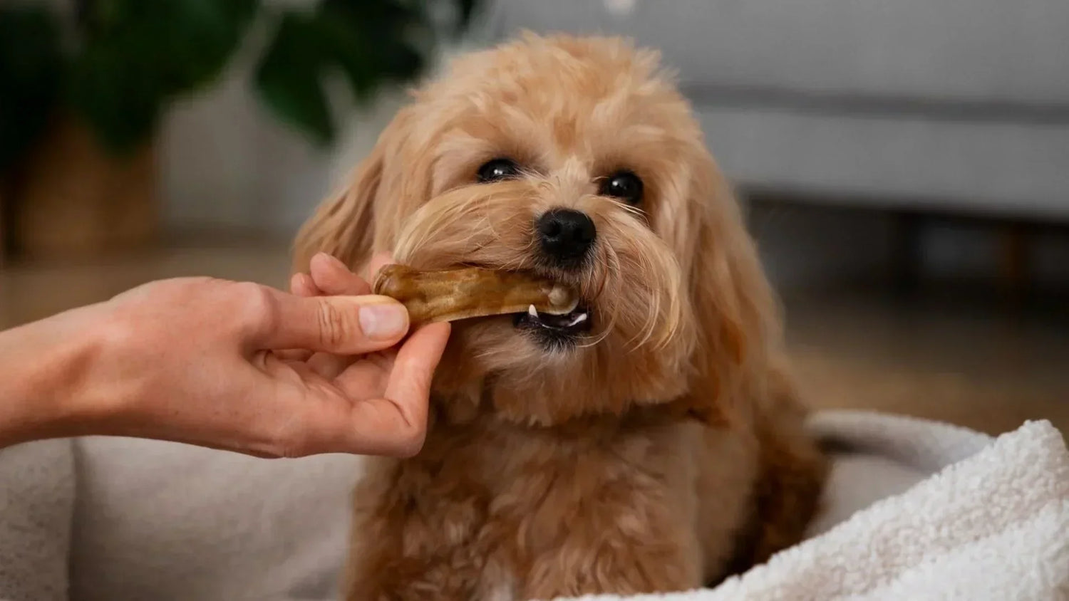子犬が美味しそうにおやつを食べている表情