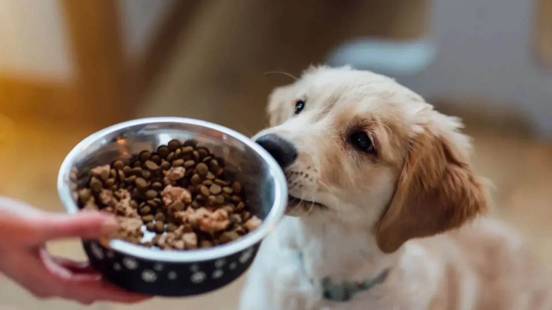 子犬ご飯の量