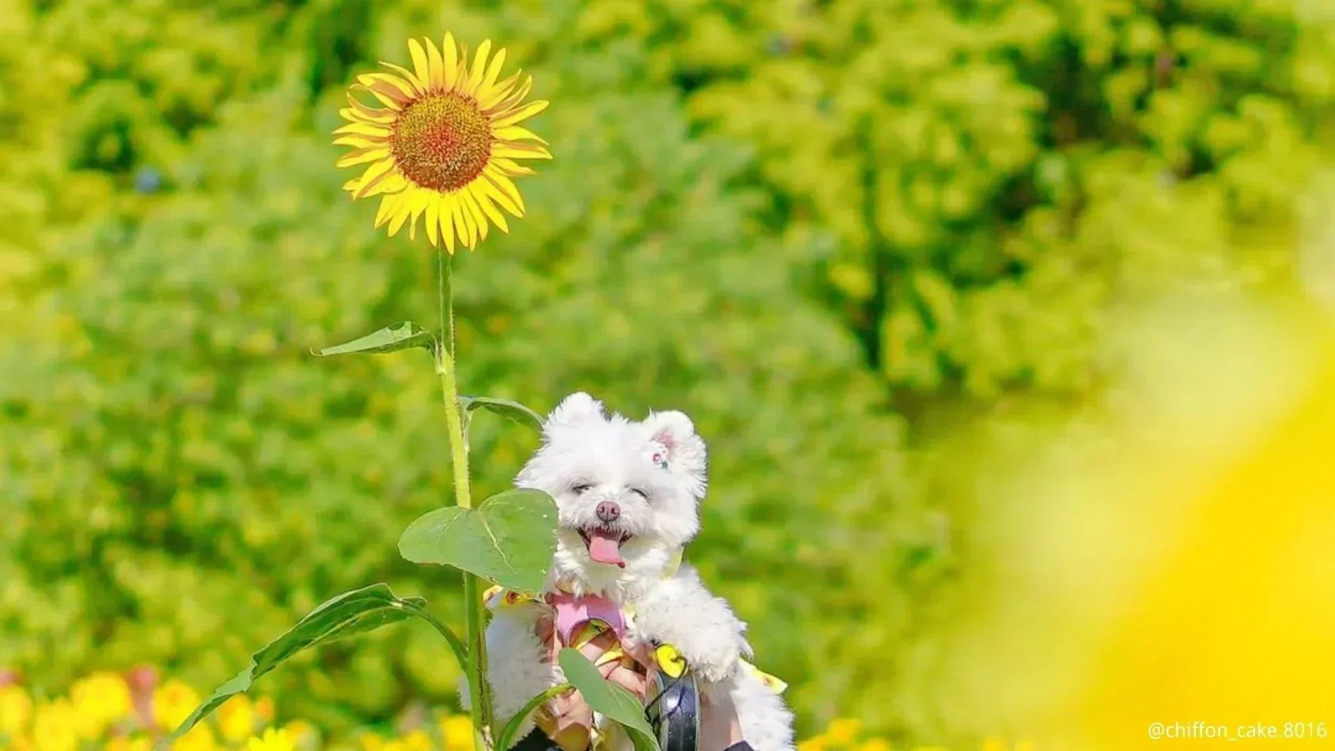 埼玉県の犬イベント