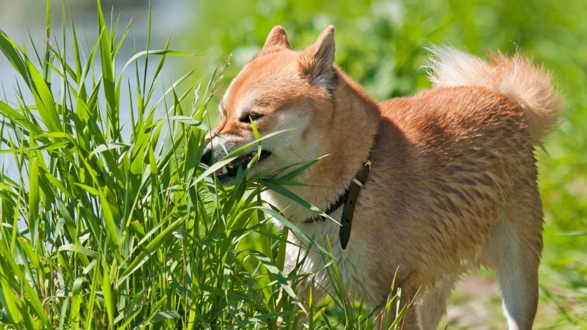 散歩中に草むらで草を食べる柴犬の様子
