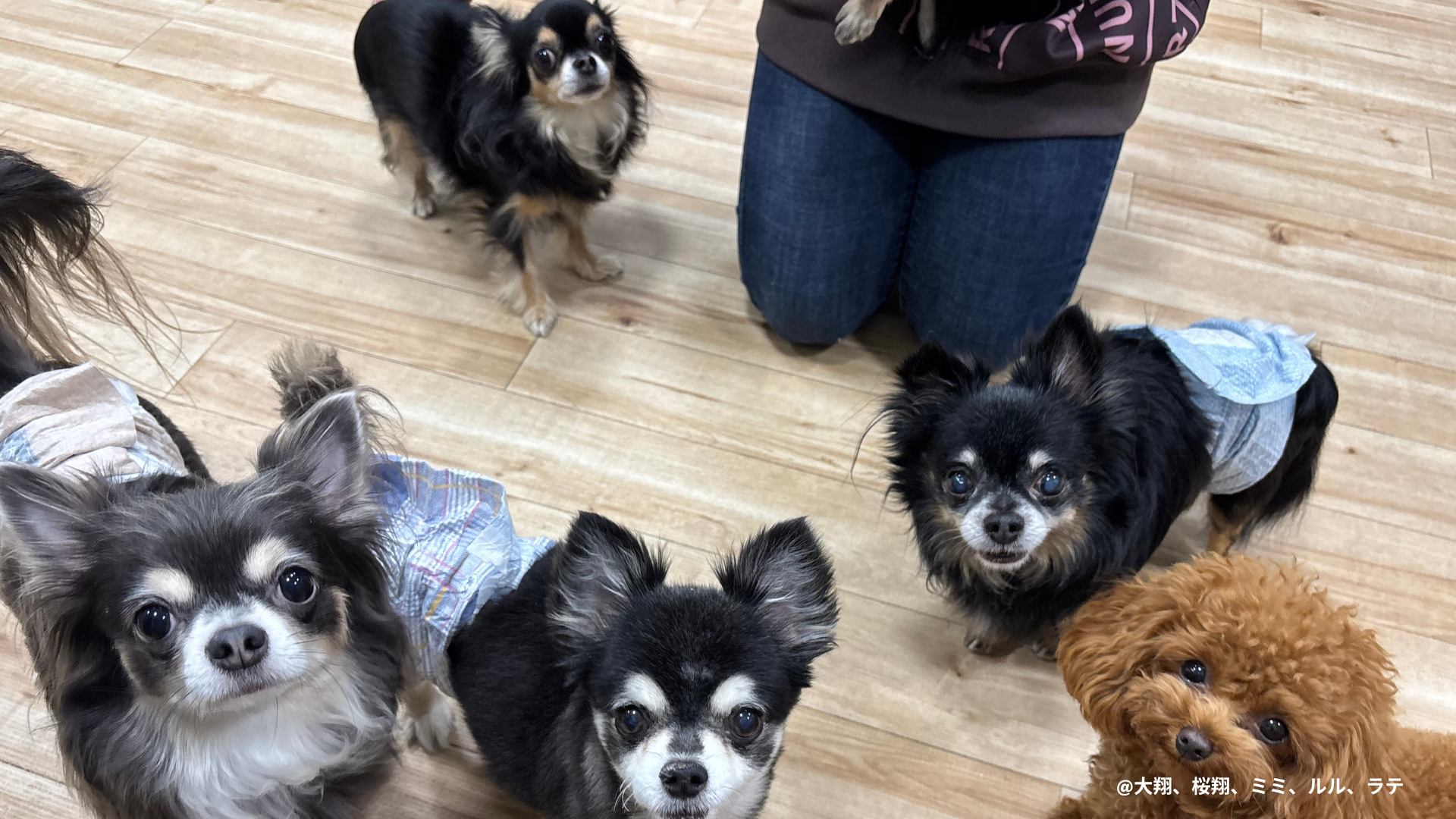 夏に静岡で愛犬と行ける室内スポット