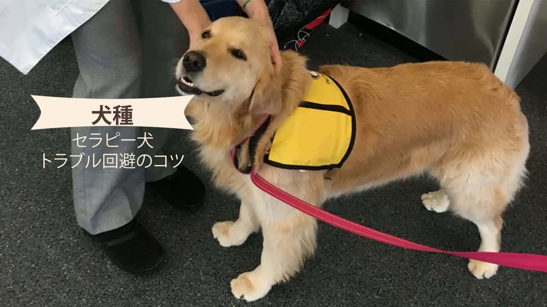 セラピー犬