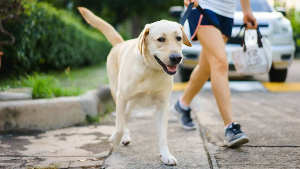 犬の歩き方がおかしい