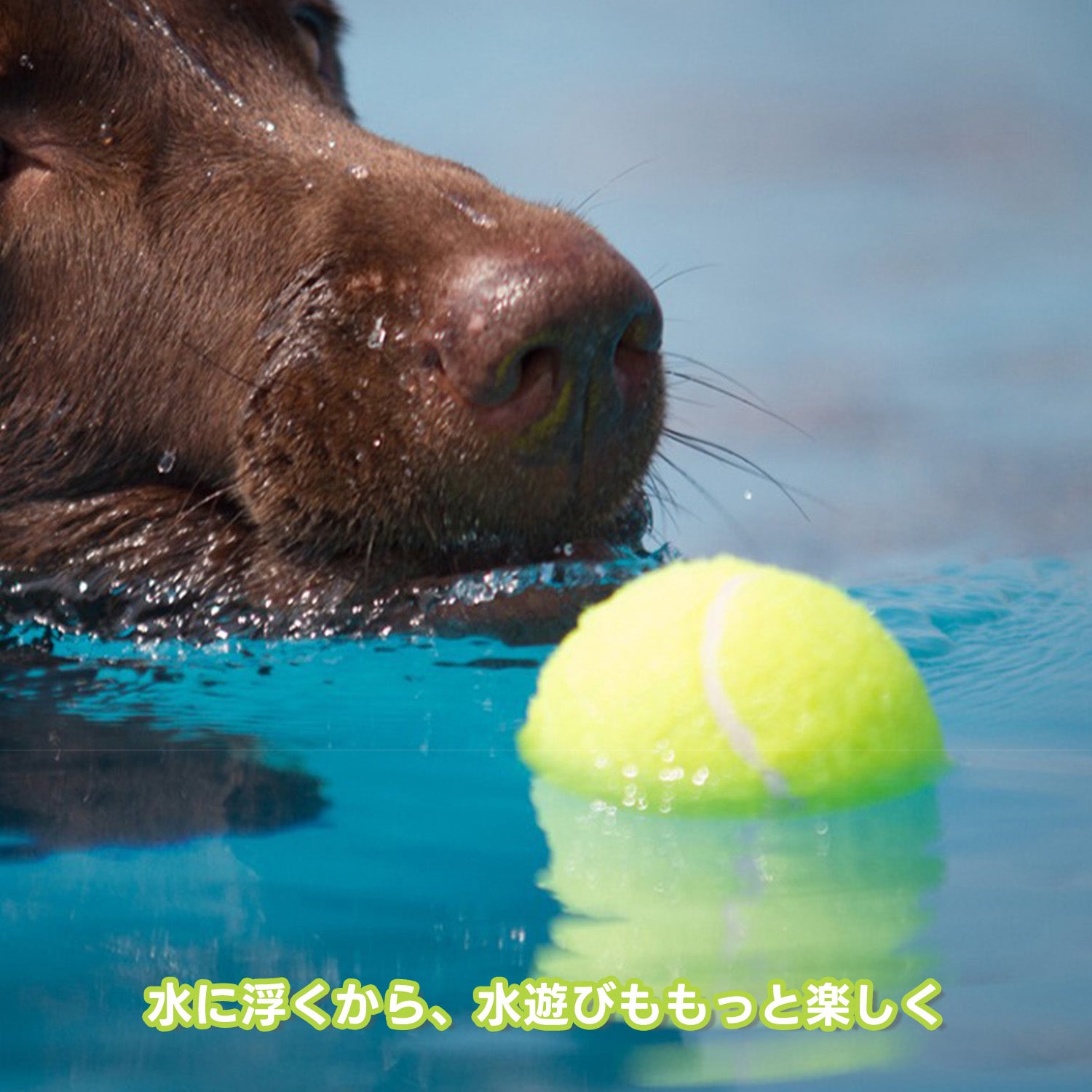 PETTENA Select 浮遊型ペットテニスボール(4個セット)