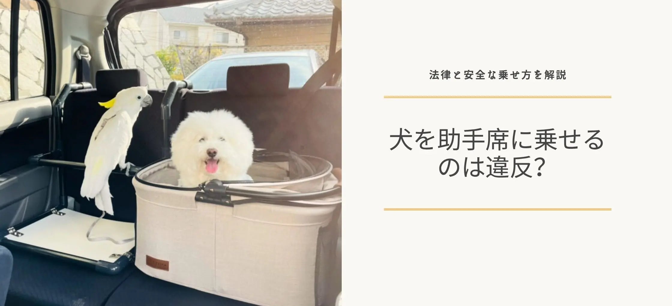 犬を助手席に乗せるのは法律違反?法律と安全な乗せ方
