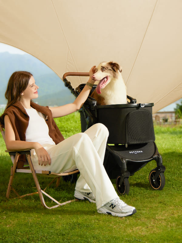 中型犬用軽量折りたたみ式ペットカートTERRAでボーダー・コリーとキャンプする写真