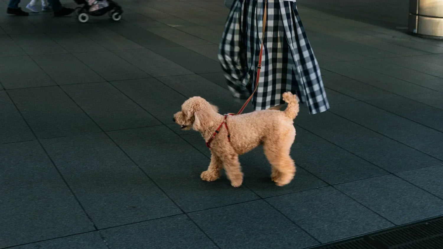 早朝の涼しい時間帯に散歩をする犬
