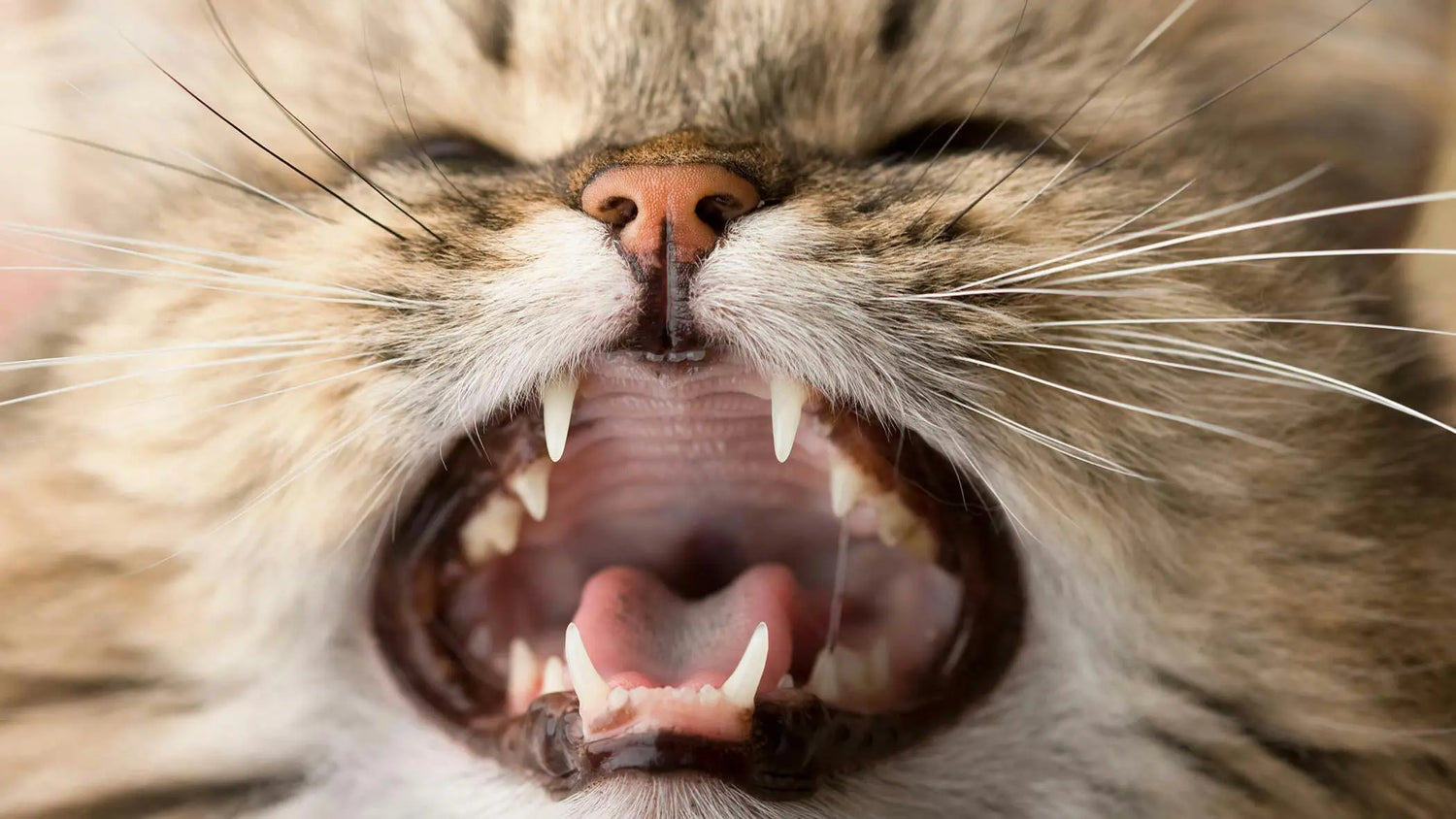 猫の歯周病は何歳から？症状チェックから治療費・予防法まで解説｜PETTENA