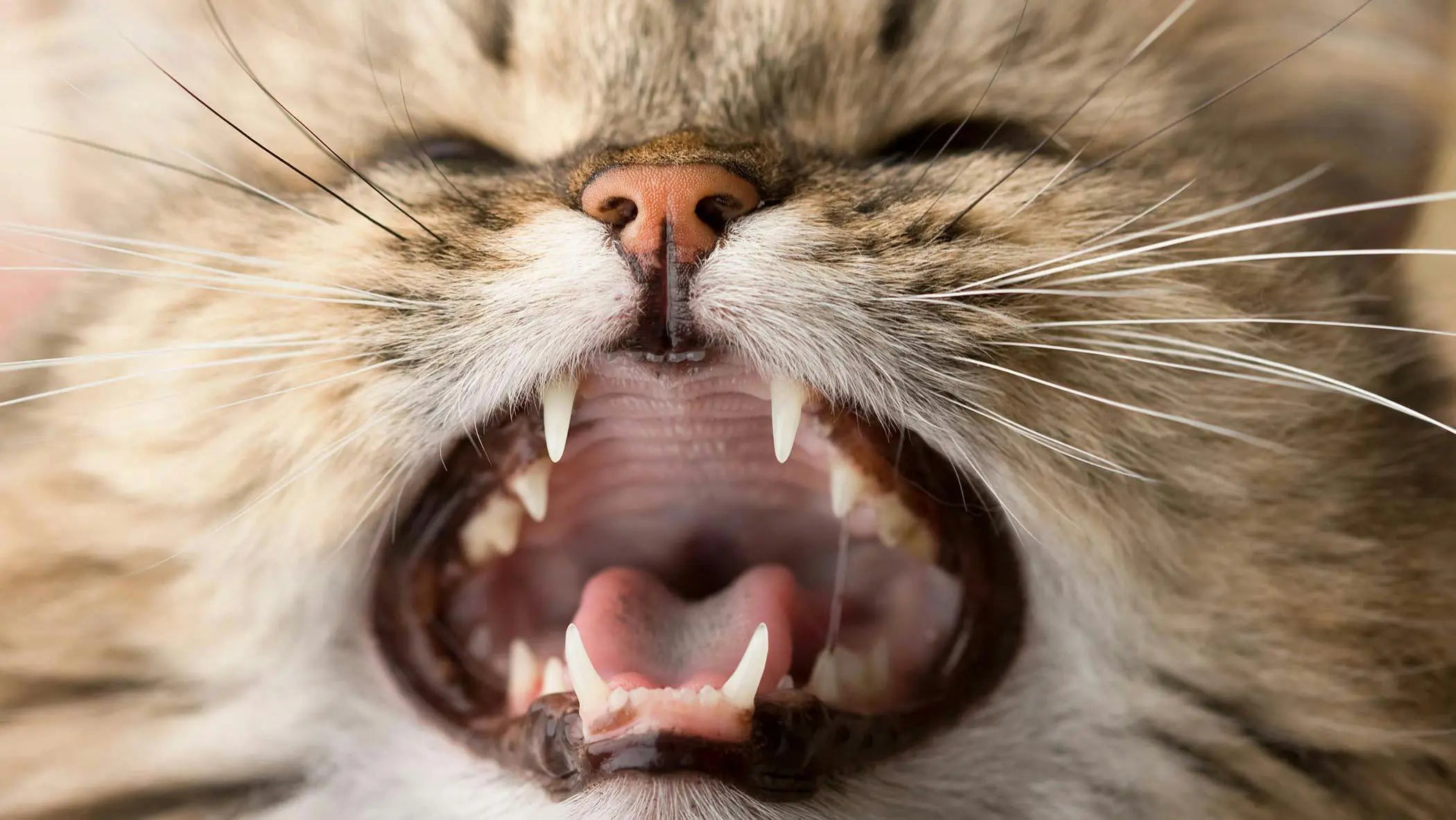 猫の歯周病は何歳から？症状チェックから治療費・予防法まで解説｜PETTENA