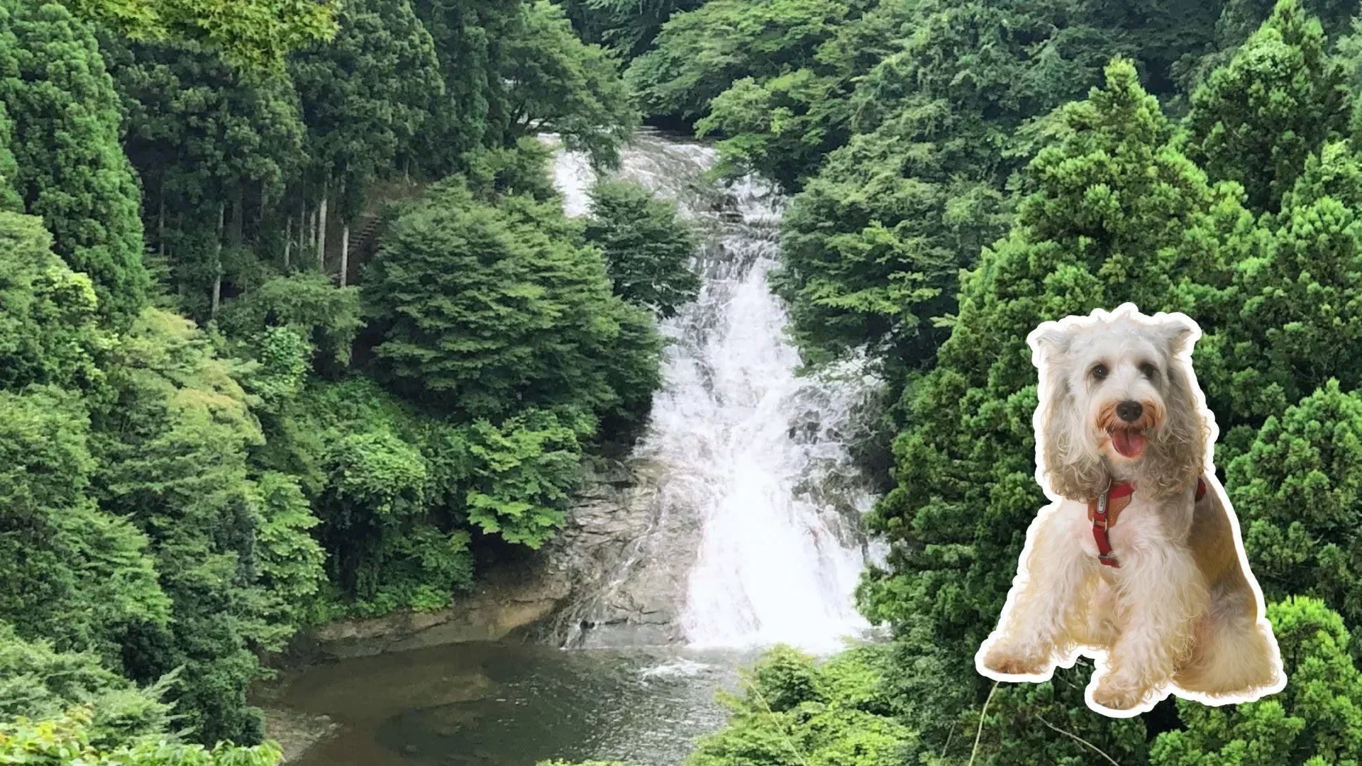千葉の犬連れで行ける涼しいスポット