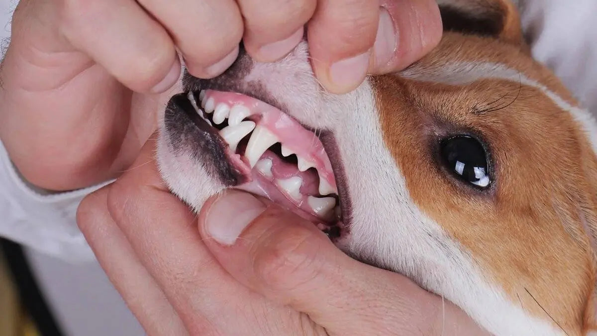 犬の歯