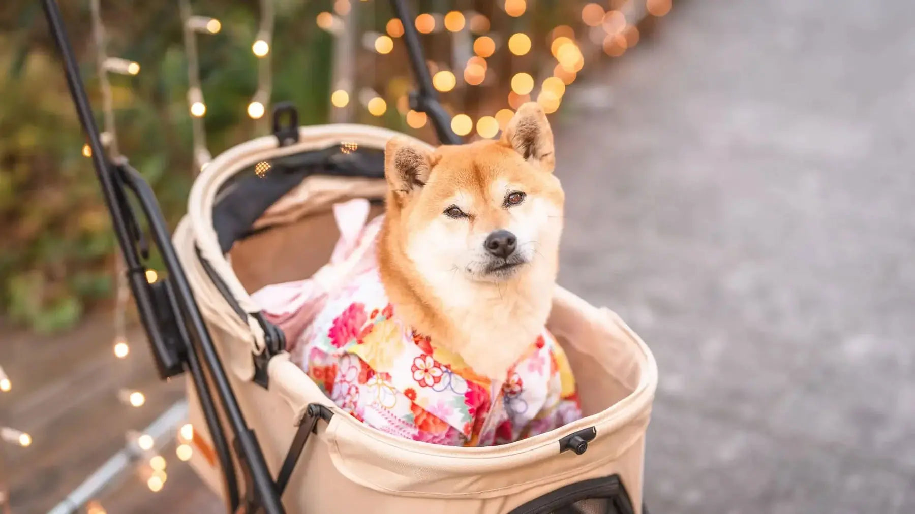 柴犬との東京散歩
