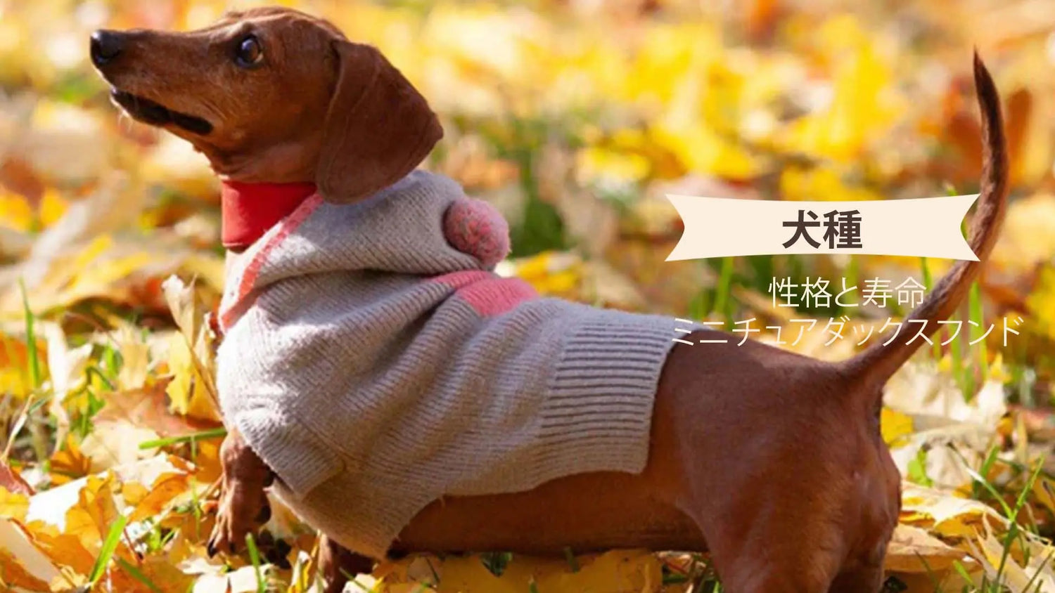 ミニチュアダックスフンド性格と寿命？特徴や飼い方も詳しく解説｜PETTENA