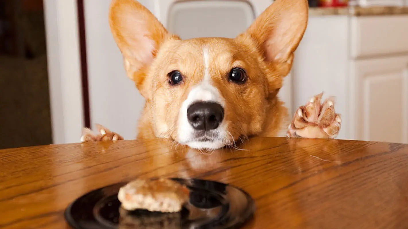 犬が下痢でも元気で食欲あり