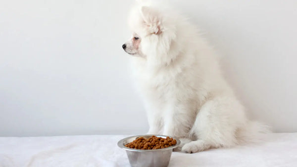 犬の肝臓の数値が高いときの食事管理｜NG食材・療法食の選び方・簡単手作りレシピ