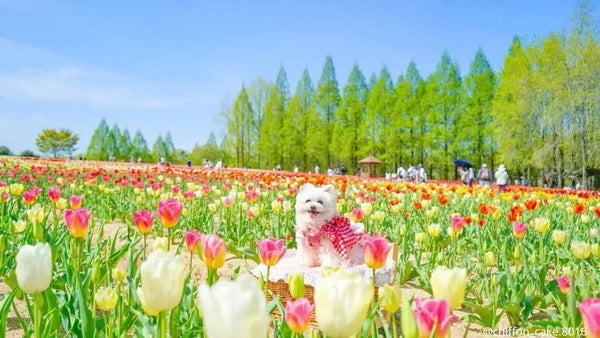 大阪の犬イベント