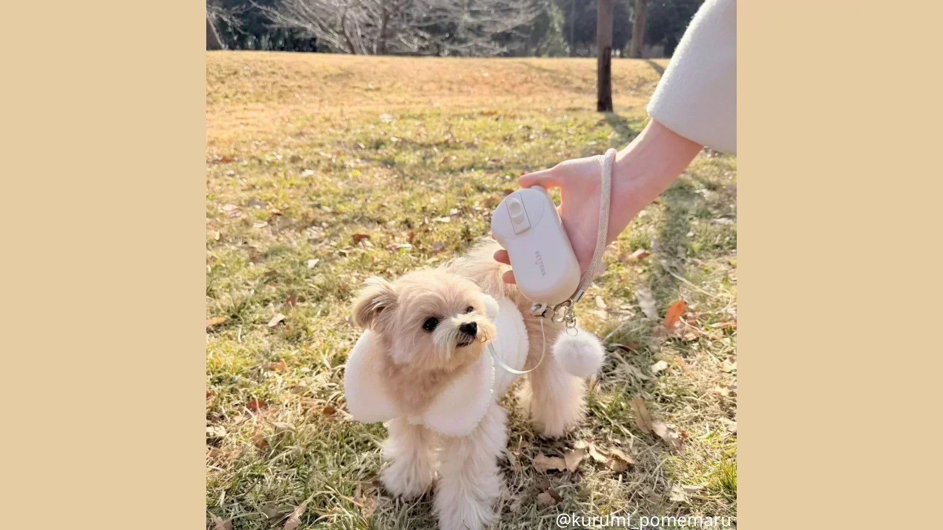 東北でのイベントを楽しむ犬の様子