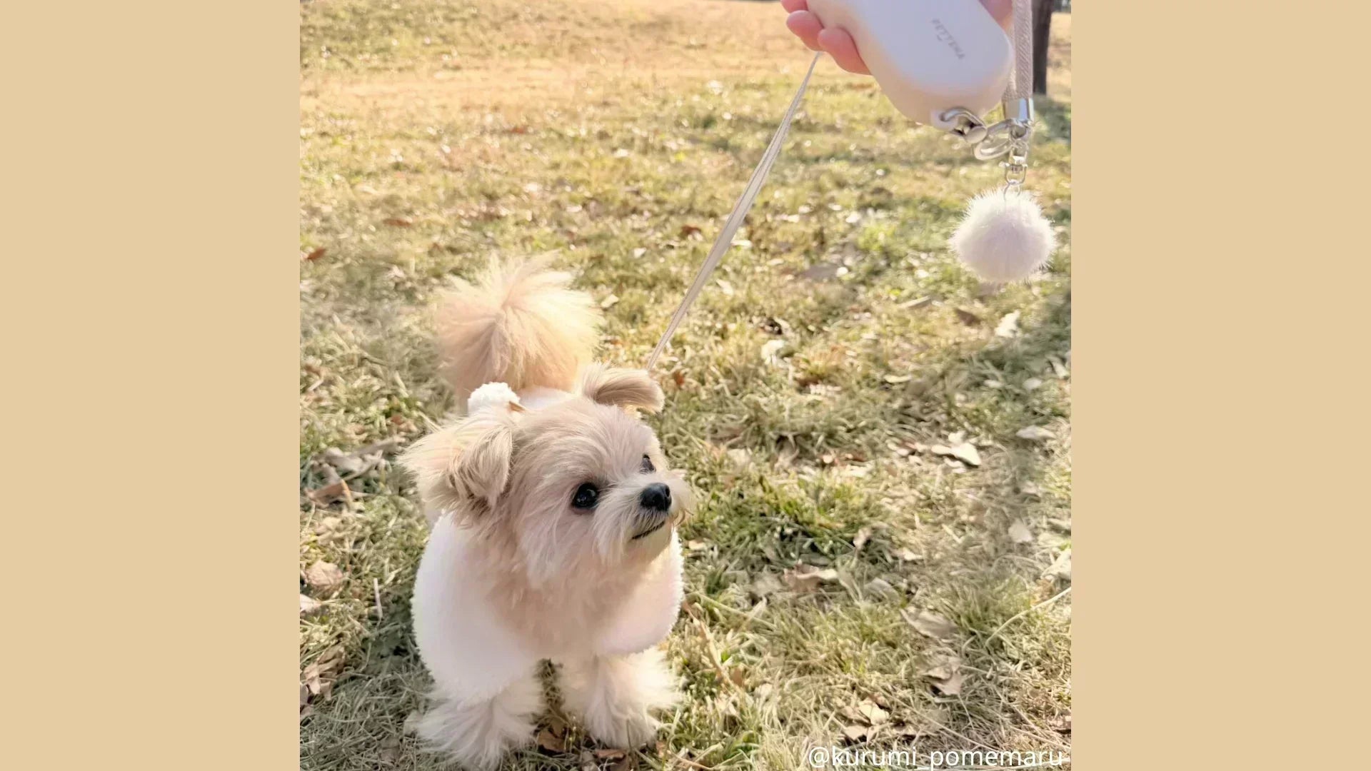 中国地方の犬イベント