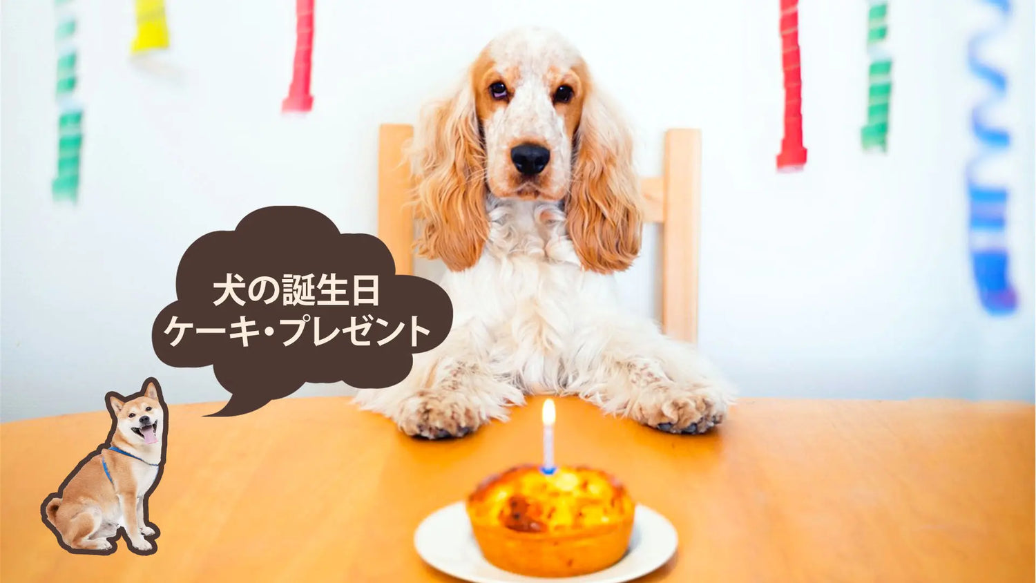 犬の誕生日