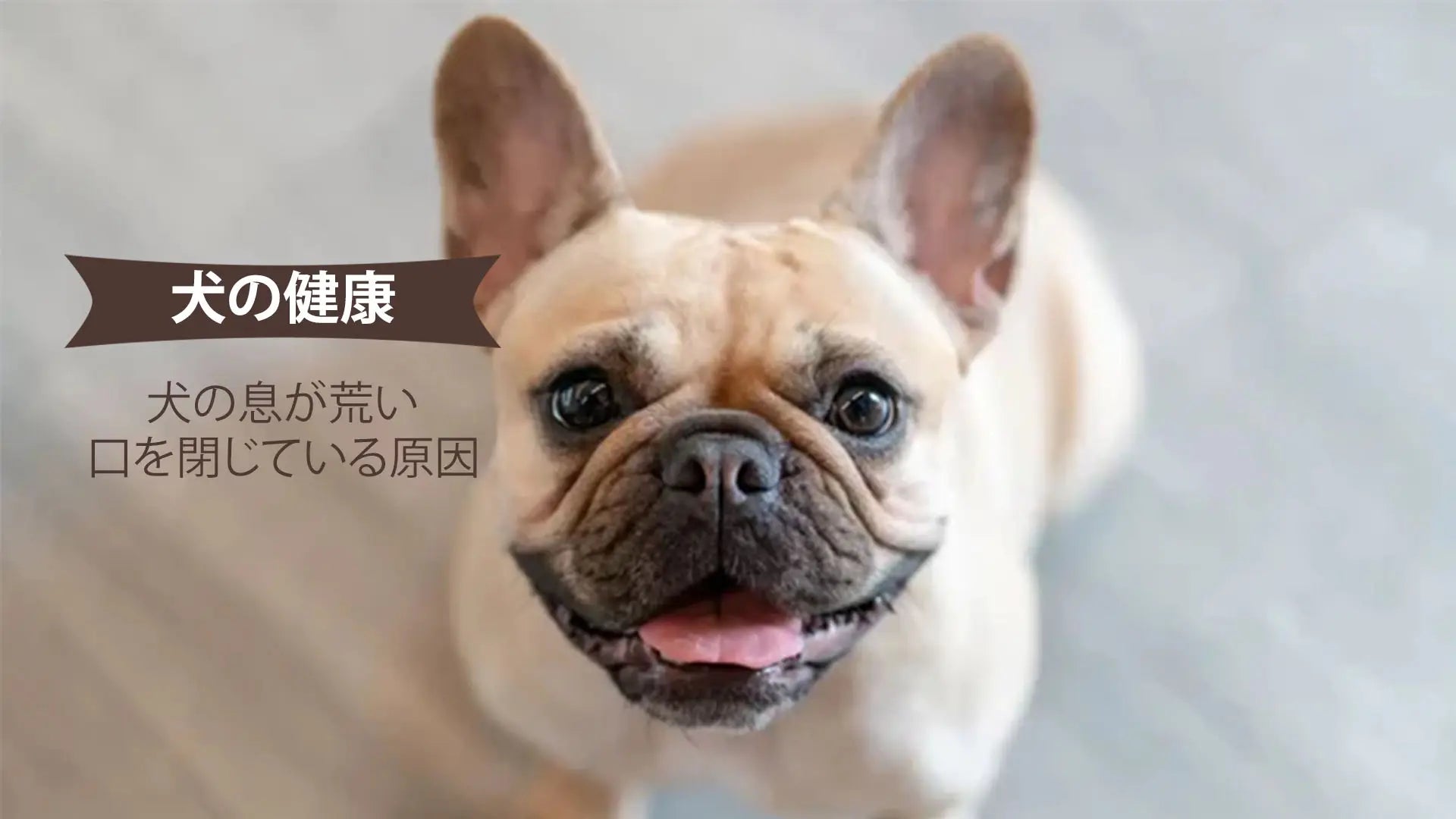 犬の息が荒い