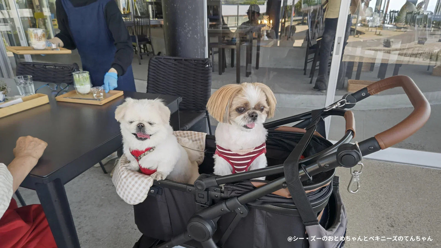 夏に愛知で愛犬と行ける室内スポット