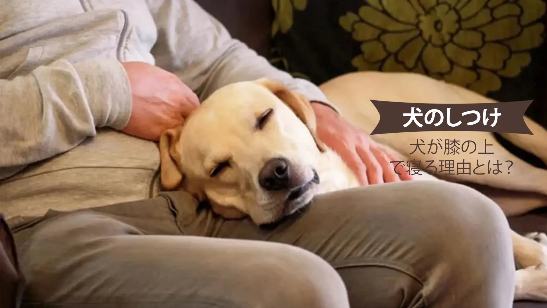 犬が膝の上で寝る
