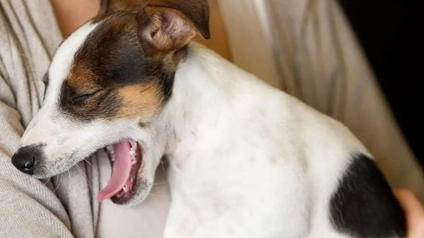 犬の風邪