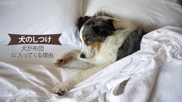 犬が布団に入ってくる