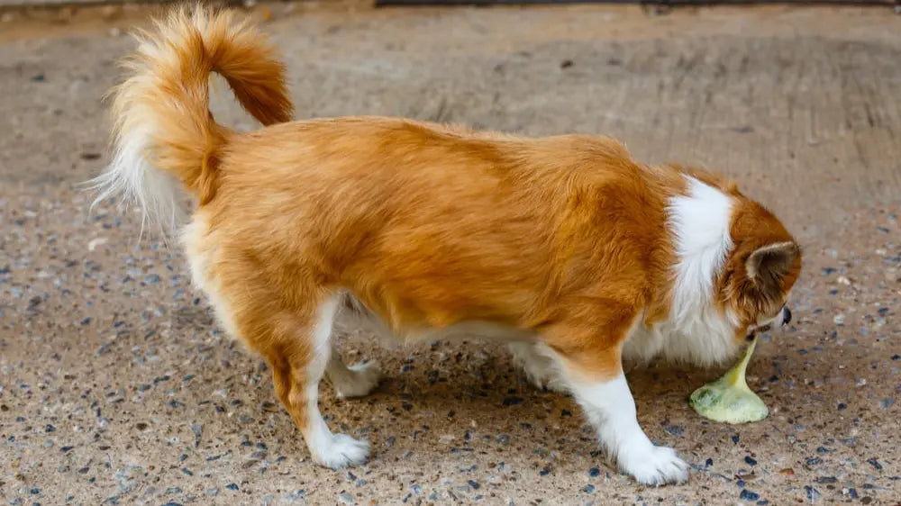 犬が吐く