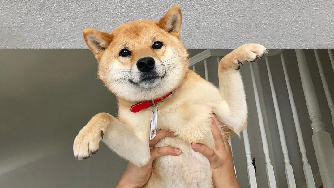 柴犬抱っこ