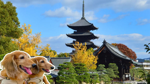 犬連れで行ける神社