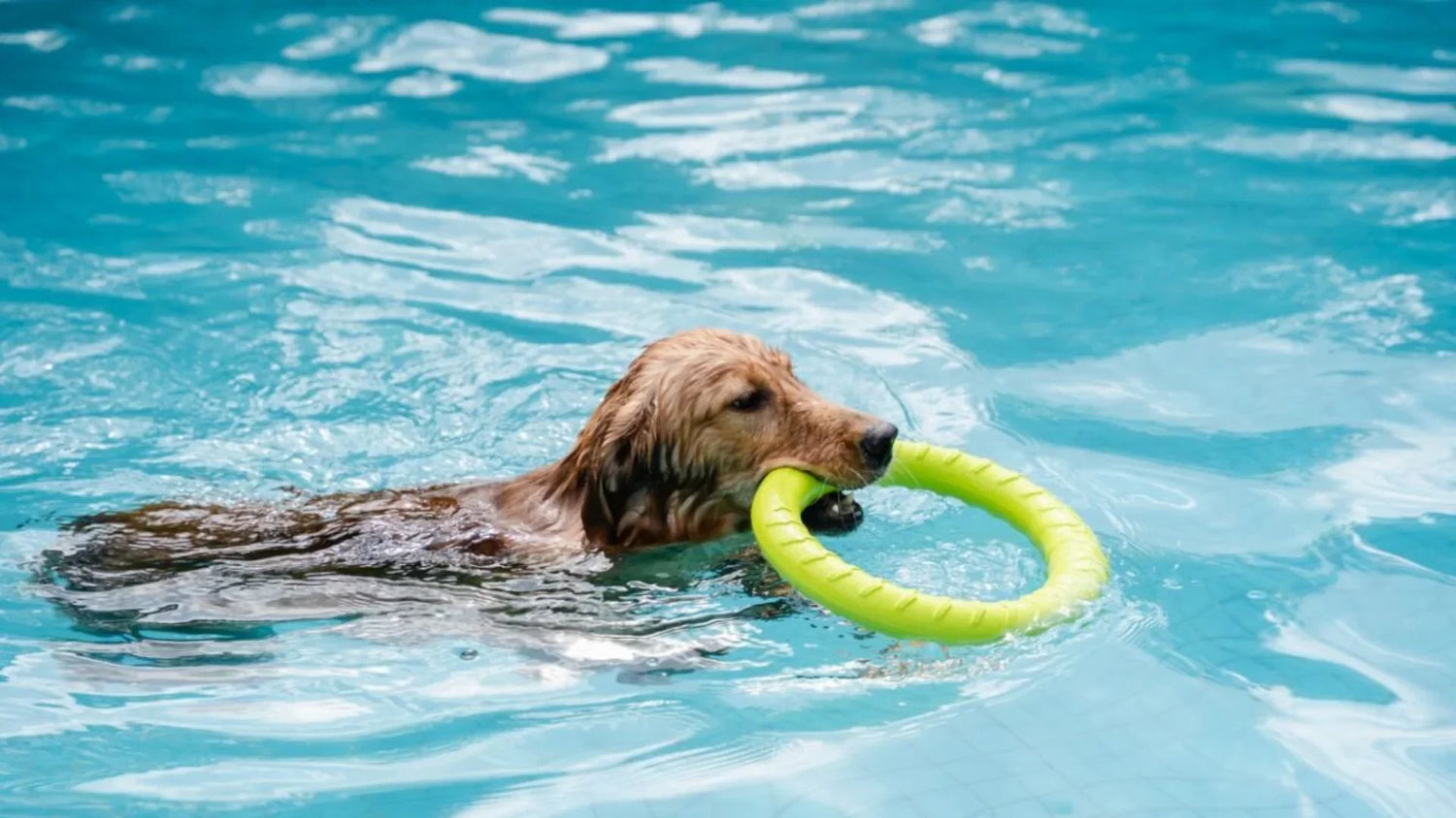 関西で犬連れで水遊びできるスポット