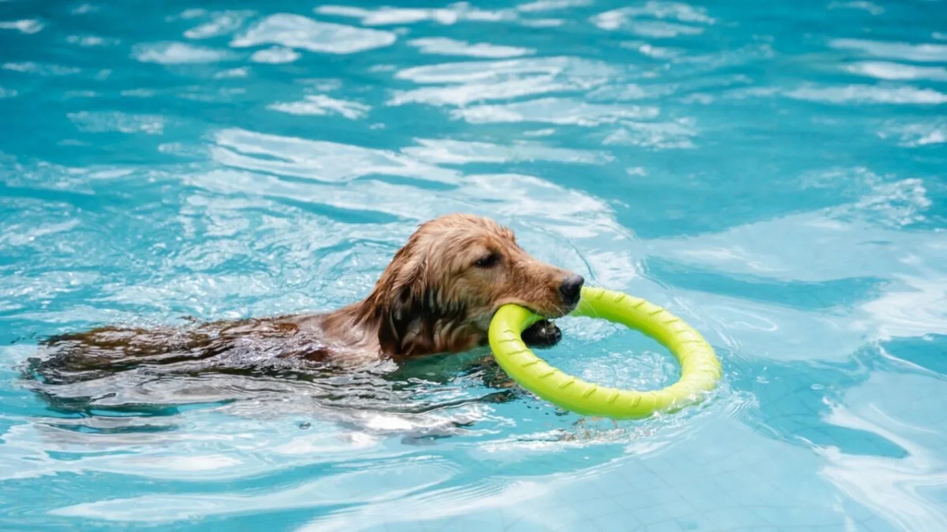 関西で犬連れで水遊びできるスポット