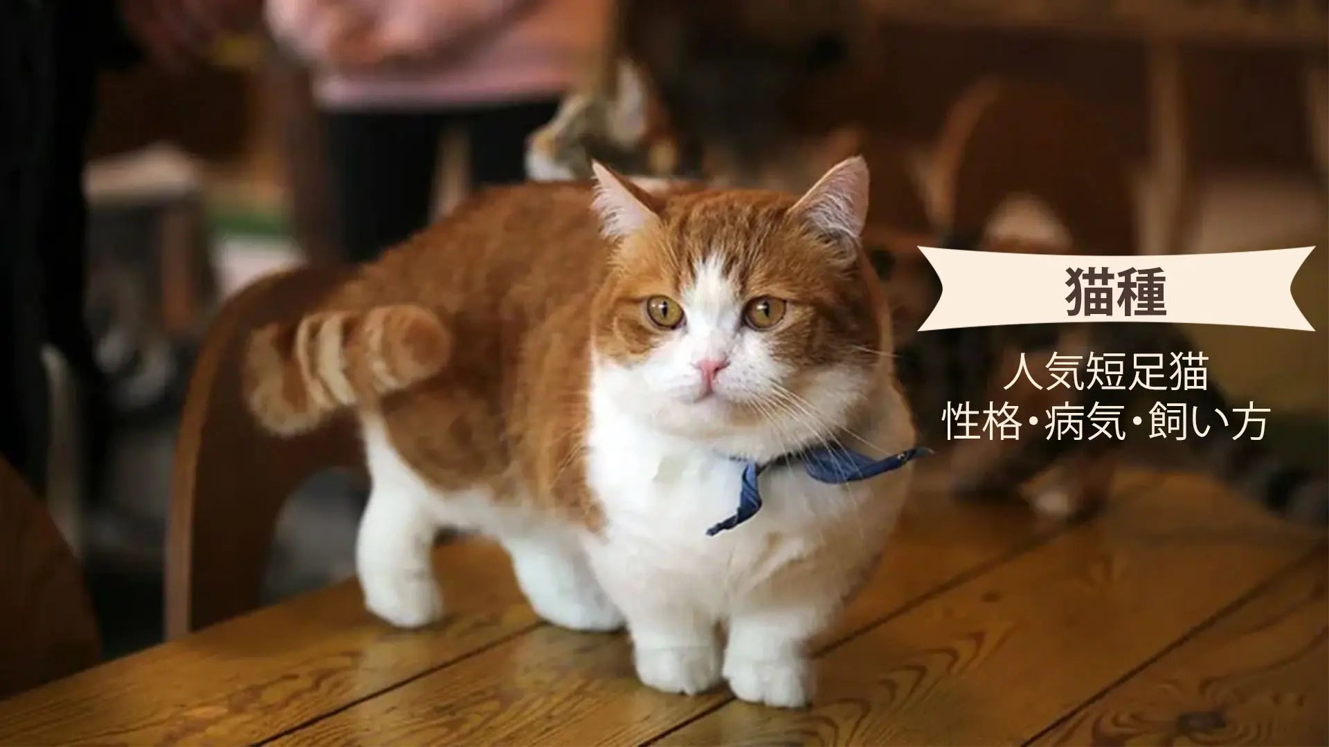 短足猫