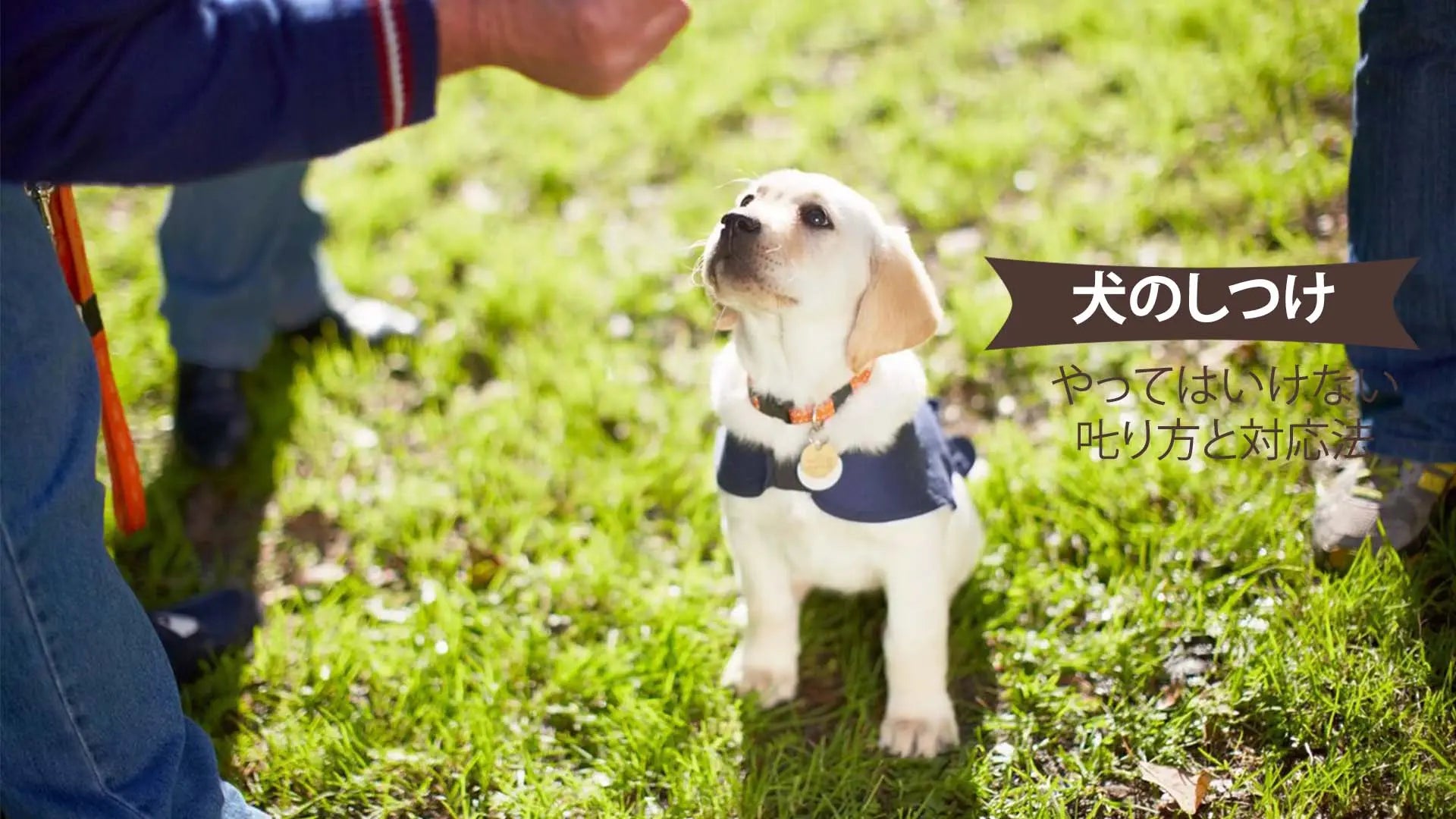 犬のしつけ